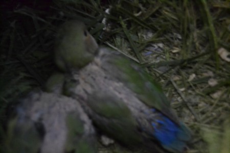 1º longfeathers (muito depenados pelos pais)