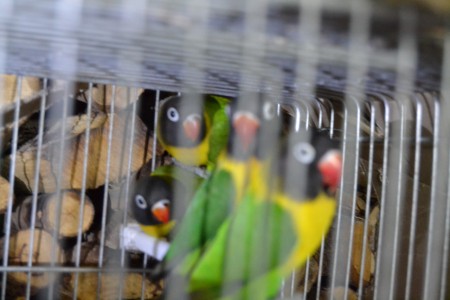 2 Personatas ja fora do ninho (casal 1)