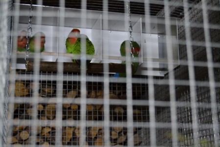 Normais e longfeathers